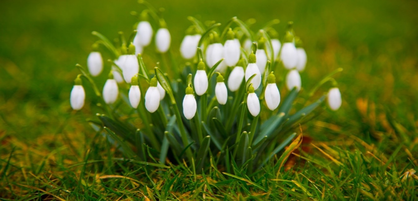 Snowdrop Saturday 14th Feb*Hatton Church 10-1*Join us 